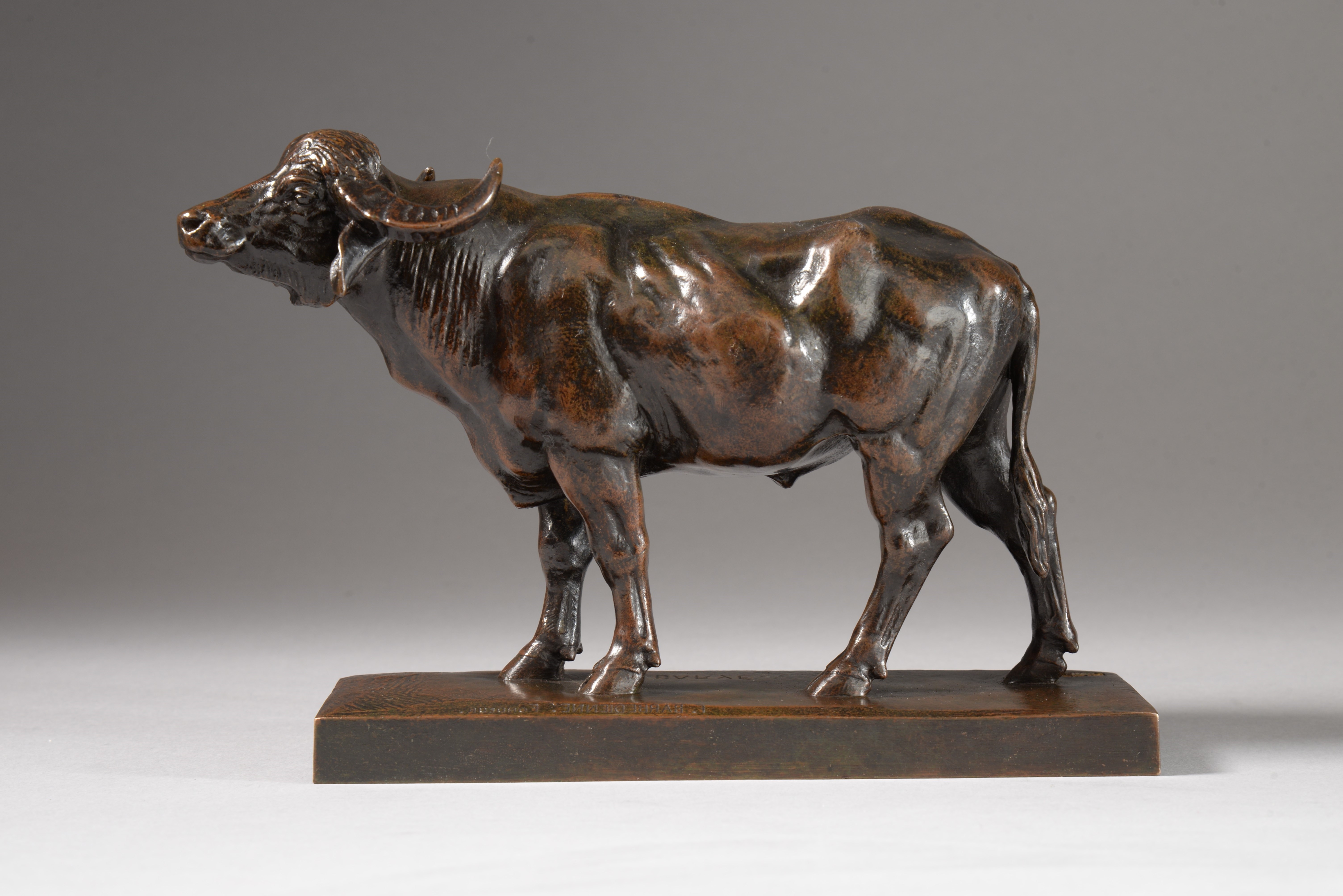 BUFFLE D'EAU (vers 1874)